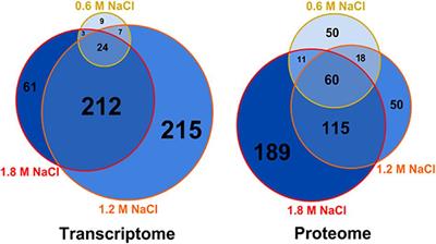 Metabolic Rearrangements Causing Elevated Proline and Polyhydroxybutyrate Accumulation During the Osmotic Adaptation Response of Bacillus megaterium